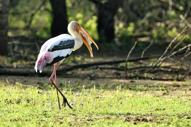 Private Tour : YALA National Park with Experienced Driver and Guide - Full day vs half day: how to plan your expectations