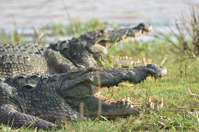 Private Tour : YALA National Park with Experienced Driver and Guide - Comfort and viewing: what to know before you go
