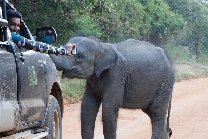 Private Tour : YALA National Park with Experienced Driver and Guide - Price and value: what $100 buys you (and where it can feel tight)