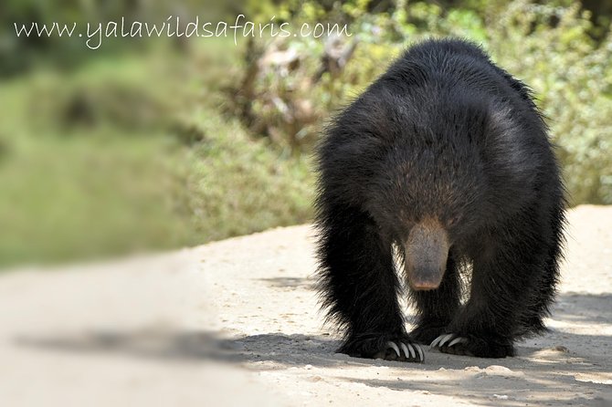 Private Tour : YALA National Park with Experienced Driver and Guide - Choosing morning vs afternoon vs full day (and what that changes)