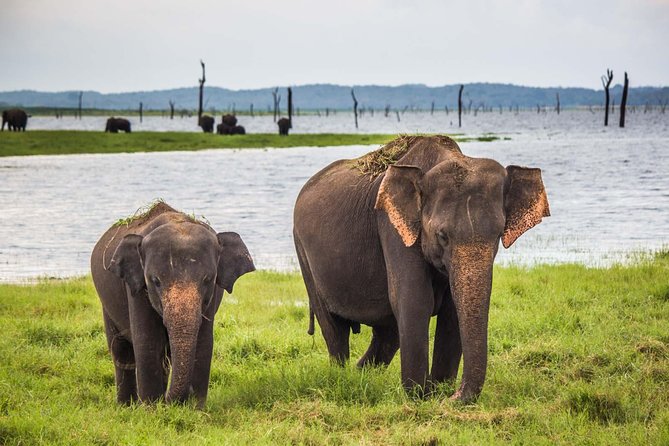 Private Tour : YALA National Park with Experienced Driver/Guide - Key reasons this Yala private safari works