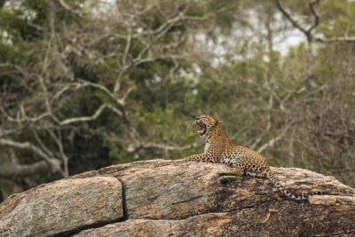 Private Tour : YALA National Park with Experienced Driver/Guide - Wildlife targets you’re actually planning for: leopards, sloth bears, elephants, birds
