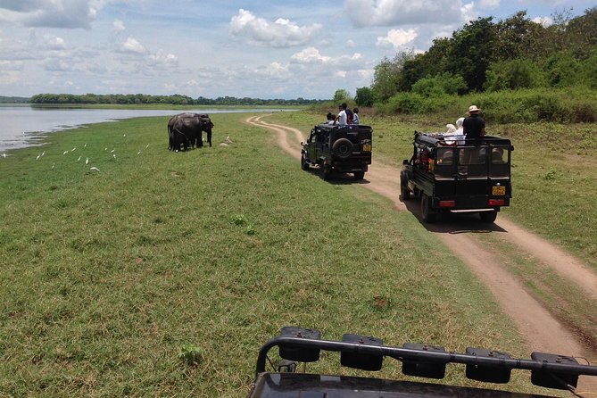 Private Trip to Sigiriya, Dambulla & safari from Colombo/ Negombo - Minneriya National Park safari: 4WD time and the elephant payoff