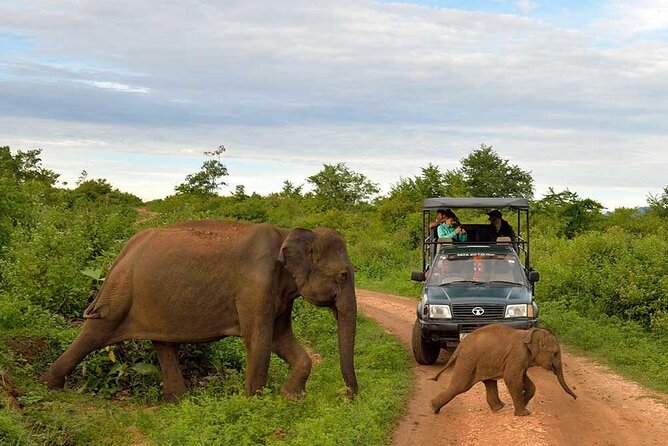 Private Udawalawa Safari Plus Elephant Transit Home Day Trip - Morning Session vs Afternoon Session: Which One Fits Your Style?