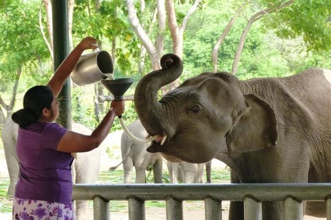 Private Udawalawa Safari Plus Elephant Transit Home Day Trip - What’s Included (and What’s Not): The Real Value Math