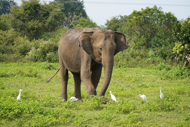 Private Udawalawe Safari Tour with Elephant Transit Home - Key Highlights That Make This Tour Worth Your Time