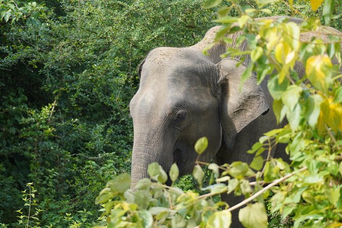 Private Udawalawe Safari Tour with Elephant Transit Home - Bentota Pickup, Private Vehicle, and a Smooth Start