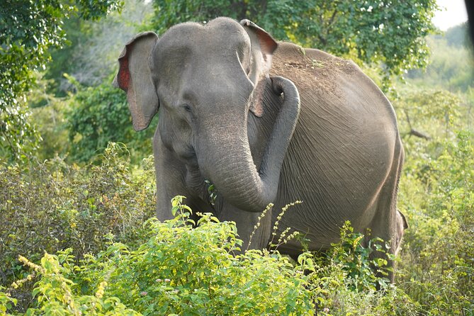Private Udawalawe Safari Tour with Elephant Transit Home - Who This Tour Suits Best