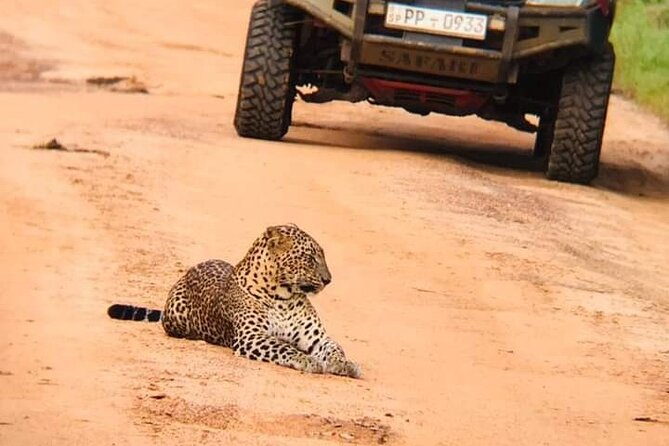 Private Wilpatu National Park Leopard safari from Colombo/Negambo - Key highlights you’ll care about