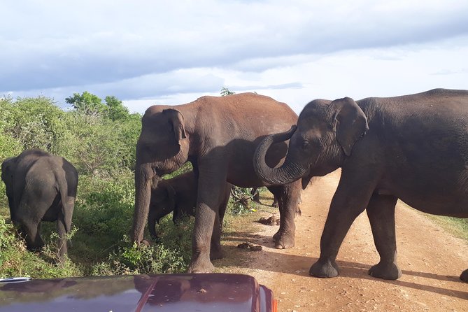 Privet One Day Udawalawe National Park Elephant Safari - Colombo pickup and the value of a private driver