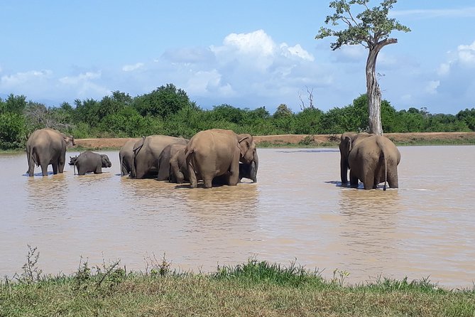Privet One Day Udawalawe National Park Elephant Safari - Maha Saman Devalaya in Ratnapura: a heritage stop that doesn’t steal the day