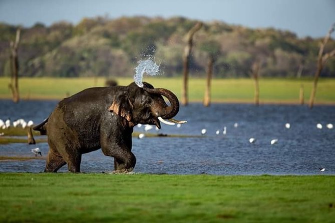 Rangiri Jeep Safari Sigiriya Lion Rock & Evening Jeep Safari - Key things to know before you go
