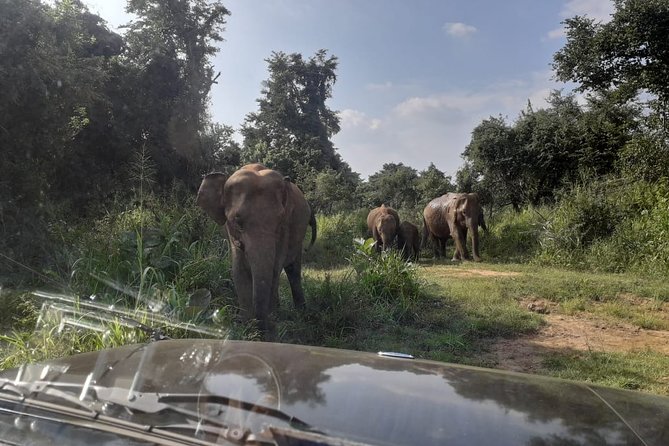 Rangiri Jeep Safari Sigiriya Lion Rock & Evening Jeep Safari - Price and value: what $45 covers (and what it doesn’t)