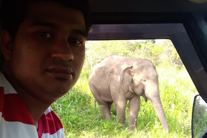 Rangiri Jeep Safari Sigiriya Lion Rock & Evening Jeep Safari - The timing game: morning vs afternoon, and how to plan your day