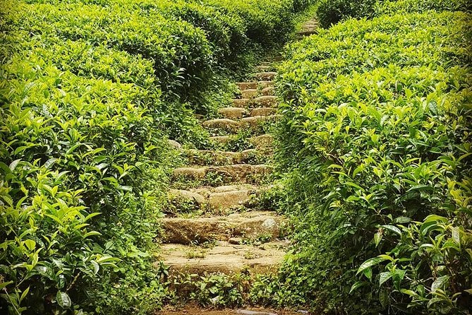 Round tour - 7days & 6nights - Ella: tea-country vibes and a break from road stress