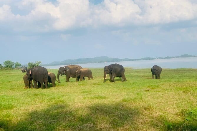 Safari Adventure in Minneriya national Park Sri Lanka - Minneriya Tank is the reason elephants keep showing up