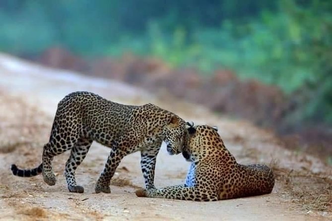 Safari at Wilpattu National Park from Negombo (All inclusive day tour) - Key things to know before you go
