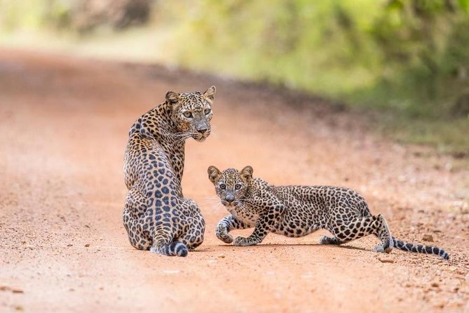 Safari at Wilpattu National Park from Negombo (All inclusive day tour) - Wilpattu safari from Negombo: what you’re really buying