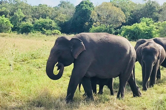 Safari Tour at Minneriya National Park - Key things to know before you go