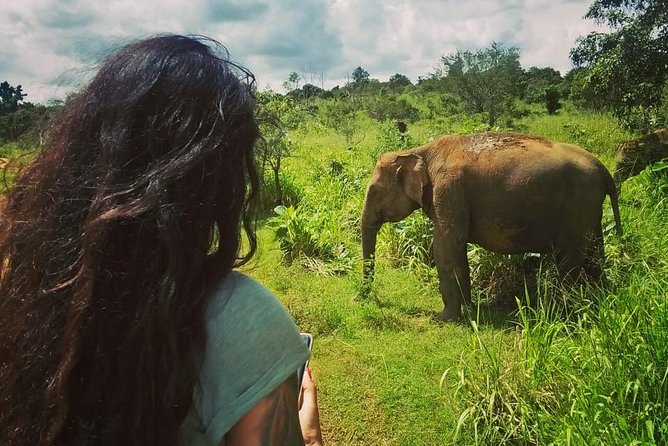 Safari Tour at Minneriya National Park - Inside Minneriya: what your 4WD ride is really doing