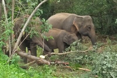 Safari Tour at Minneriya National Park - The 4WD jeep and the guide: where comfort meets spot-the-action
