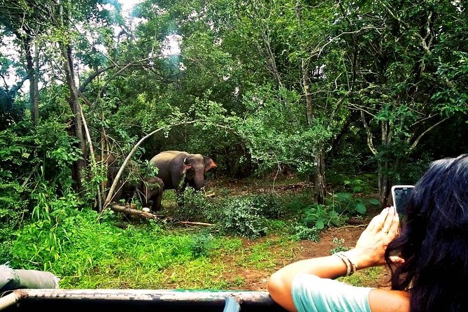 Safari Tour at Minneriya National Park - If you want variety beyond elephants