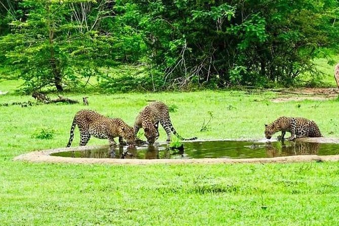 Safari Tour Yala National Park - 2 nights 3 days - Yala Safari by 4x4: what the slow drive does for you