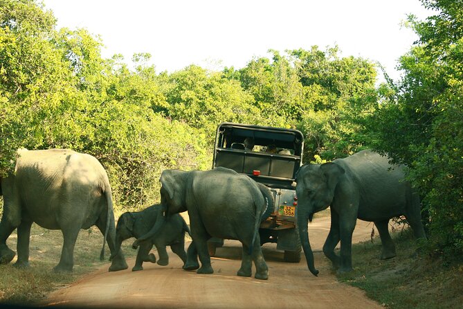Safari Tour Yala National Park - 2 nights 3 days - Entering Yala’s safari rhythm without getting stuck in your own head
