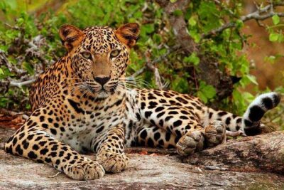 Safari Tour Yala National Park - 2 nights 3 days - Day 2 Morning (or Afternoon) Jeep Safari plus owl-and-bat birding
