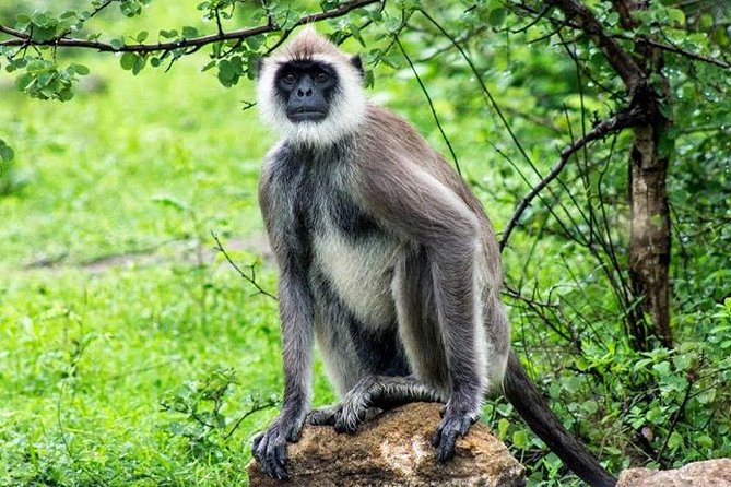 Safari Tour Yala National Park - 2 nights 3 days - Day 3 The south-coast loop: blow hole, Dondra Lighthouse, Galle Fort, and the in-between stops