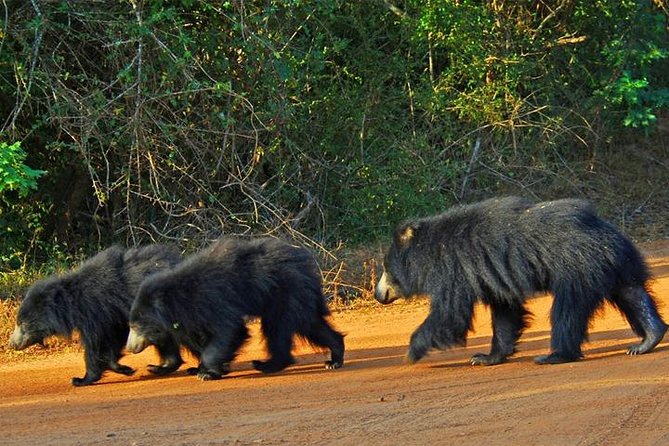 Safari Tour Yala National Park - 2 nights 3 days - Madu River boat ride and Kosgoda turtle hatchery: the animals outside Yala