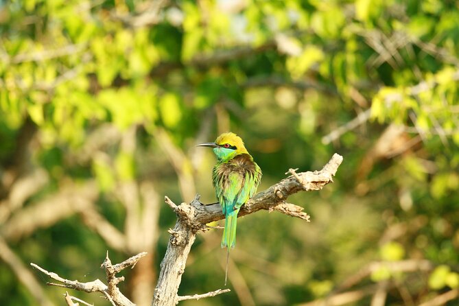 Safari Tour Yala National Park - 2 nights 3 days - Price and value at $565.25: what you’re really paying for