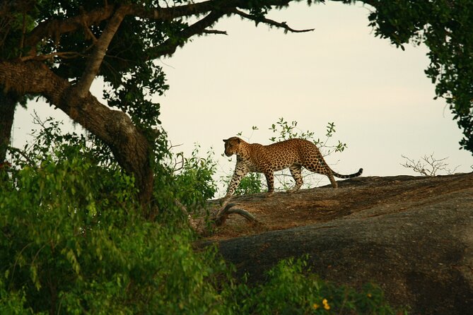 Safari Tour Yala National Park - 2 nights 3 days - Hotel comfort and day-to-day pace: how to pack and manage the long driving