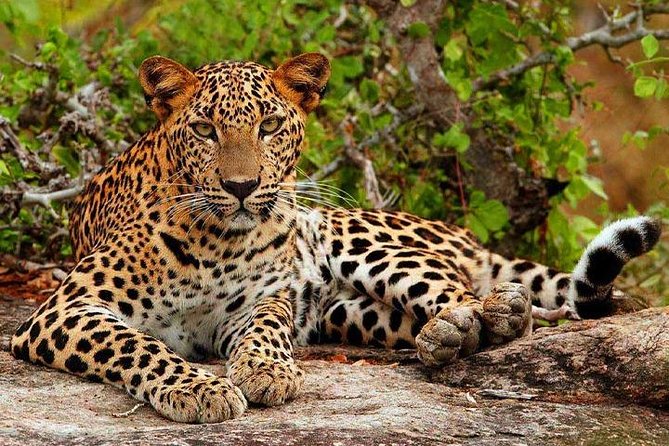 Safari Tour Yala National Park - 2 nights 3 days - Day 2 Morning (or Afternoon) Jeep Safari plus owl-and-bat birding