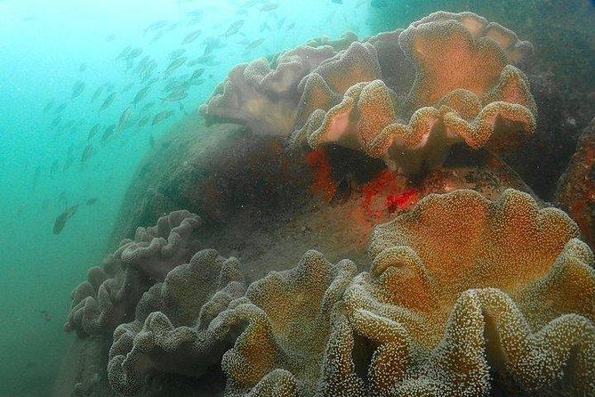 Scuba Diving For Beginners - Nilaveli Makes Sense for Your First Scuba Session