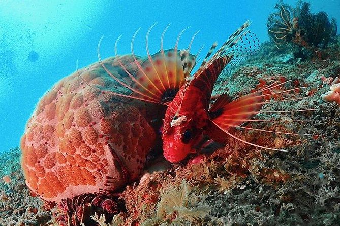 Scuba Diving For Beginners - Two Beginner Formats: 2 Hours vs 3 Hours (6 m or 12 m)