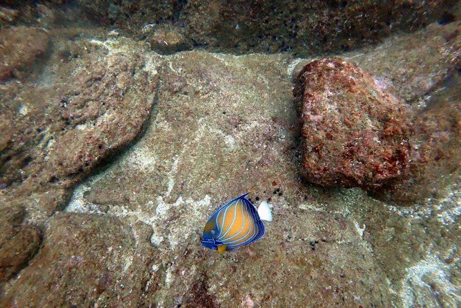 Scuba Diving in Mirissa - Mirissa’s marine life: why this area works