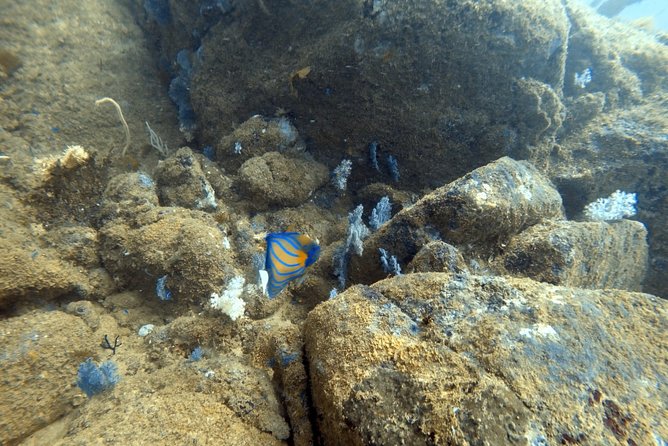 Scuba Diving in Mirissa - Wildlife from blue whales to tiny critters: how to manage expectations