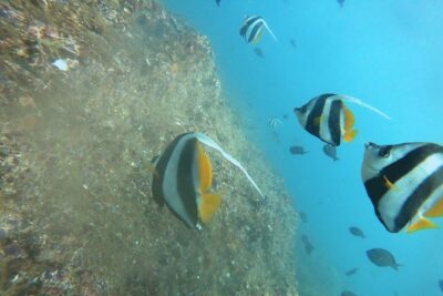 Scuba Diving in Mirissa - The 3-Hour Plan: Pickup, Briefing, Two Boat Sessions, Then Back