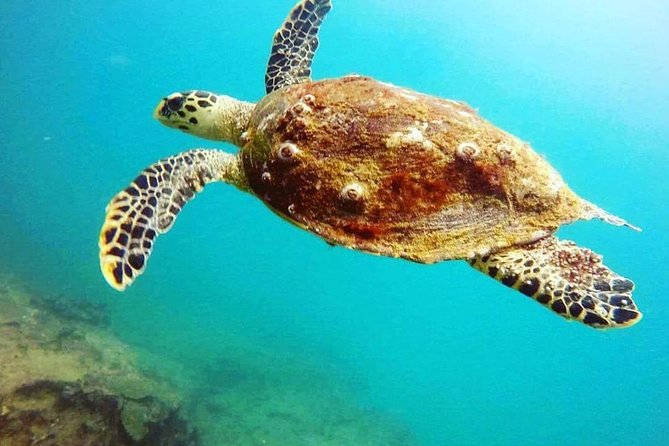 Scuba Diving in Mirissa - Price and value: is $75 worth it?