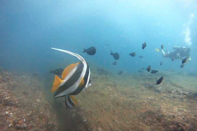 Scuba Diving in Mirissa - Who should book this Mirissa scuba session?