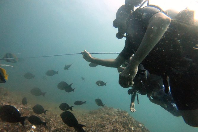 Scuba Diving in Mirissa - Should you book this scuba session in Mirissa?