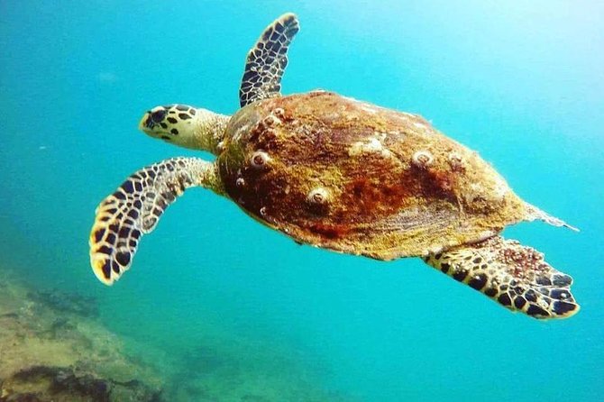 Scuba Diving in Unawatuna - What you’re actually hoping to see: wrecks, coral, and marine life