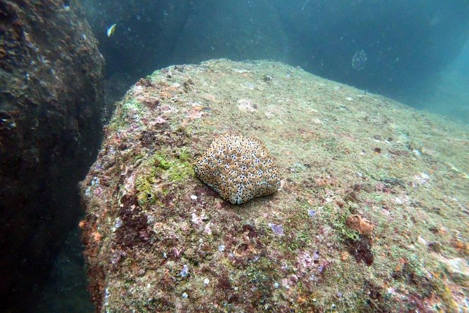 Scuba Diving in Unawatuna - Price and value: what $65 buys for about two hours