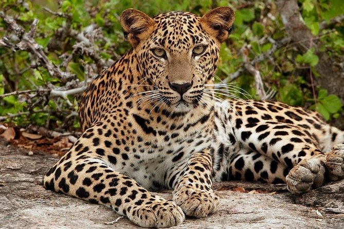Shore Excursion Hambantota Port to Yala Safari and Come back(All Inclusive) - Jeep comfort, driving style, and guide language on safari