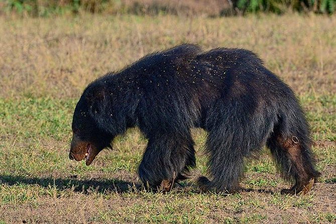Shore Excursion Hambantota Port to Yala Safari and Come back(All Inclusive) - Who should book this Yala port excursion—and who should pass
