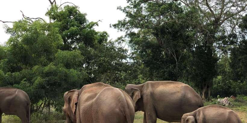 Sigiriya and Dambulla Private Full-Day Tour - Who Should Book This Tour (and Who Might Skip It)