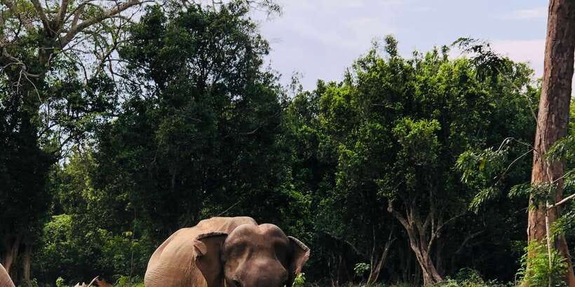Sigiriya and Dambulla Private Full-Day Tour - Minneriya National Park Safari: Elephant Time in the Wild
