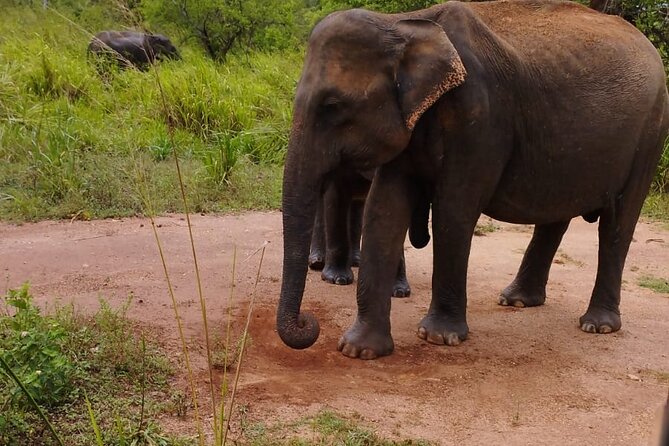 Sigiriya, Dambulla and Minneriya National Park Private Tour In - A Day That Strings UNESCO Caves, a Rock Fortress, and Elephant Herds