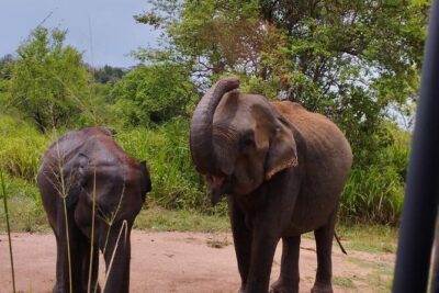 Sigiriya, Dambulla and Minneriya National Park Private Tour In - Golden Temple of Dambulla: Cave-Temple Time That Feels Just Right